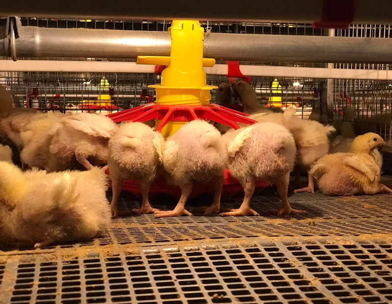 Broiler cages